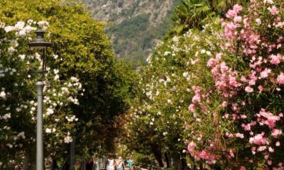 A picturesque walkway in Salerno, Italy, flanked by blooming trees under a clear blue sky.
