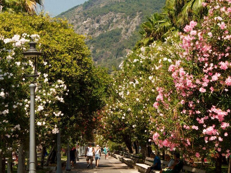 A picturesque walkway in Salerno, Italy, flanked by blooming trees under a clear blue sky.